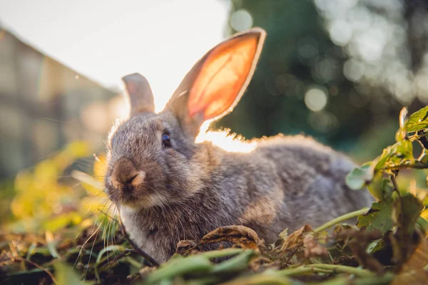 Brunaktig grå kanin hare jätte — Stockfoto