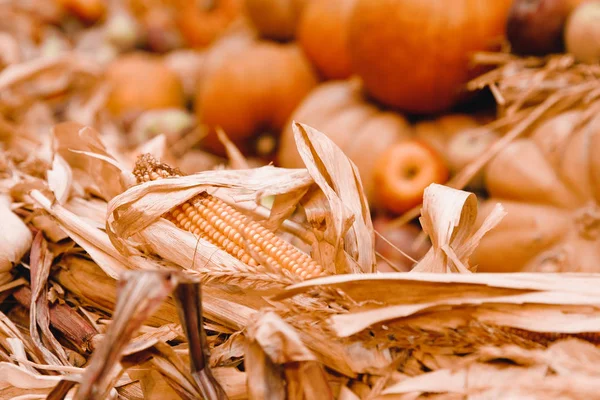 Herbsternte des gelben Mais — Stockfoto