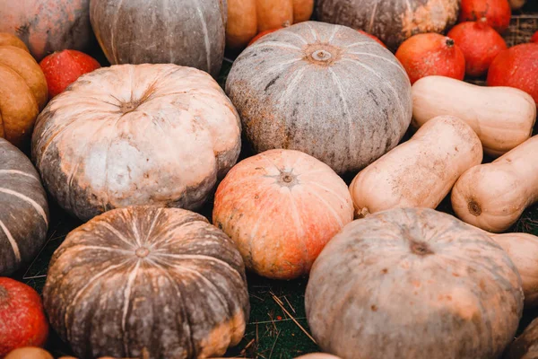 Hintergrund von Herbstgelb, orangen Kürbissen — Stockfoto