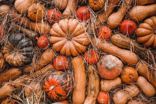 Hintergrund von Herbstgelb, orangen Kürbissen — Stockfoto