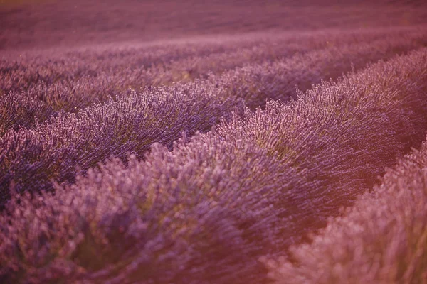 Lavanda Campo Flor Roxo Verão Pôr Sol Paisagem Provence França — Fotografia de Stock