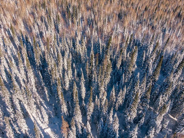 Vue de dessus forêt de drones hiver aérien — Photo
