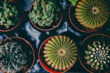 Kaktüs ve tencere kaplı sulu, üst görünümü