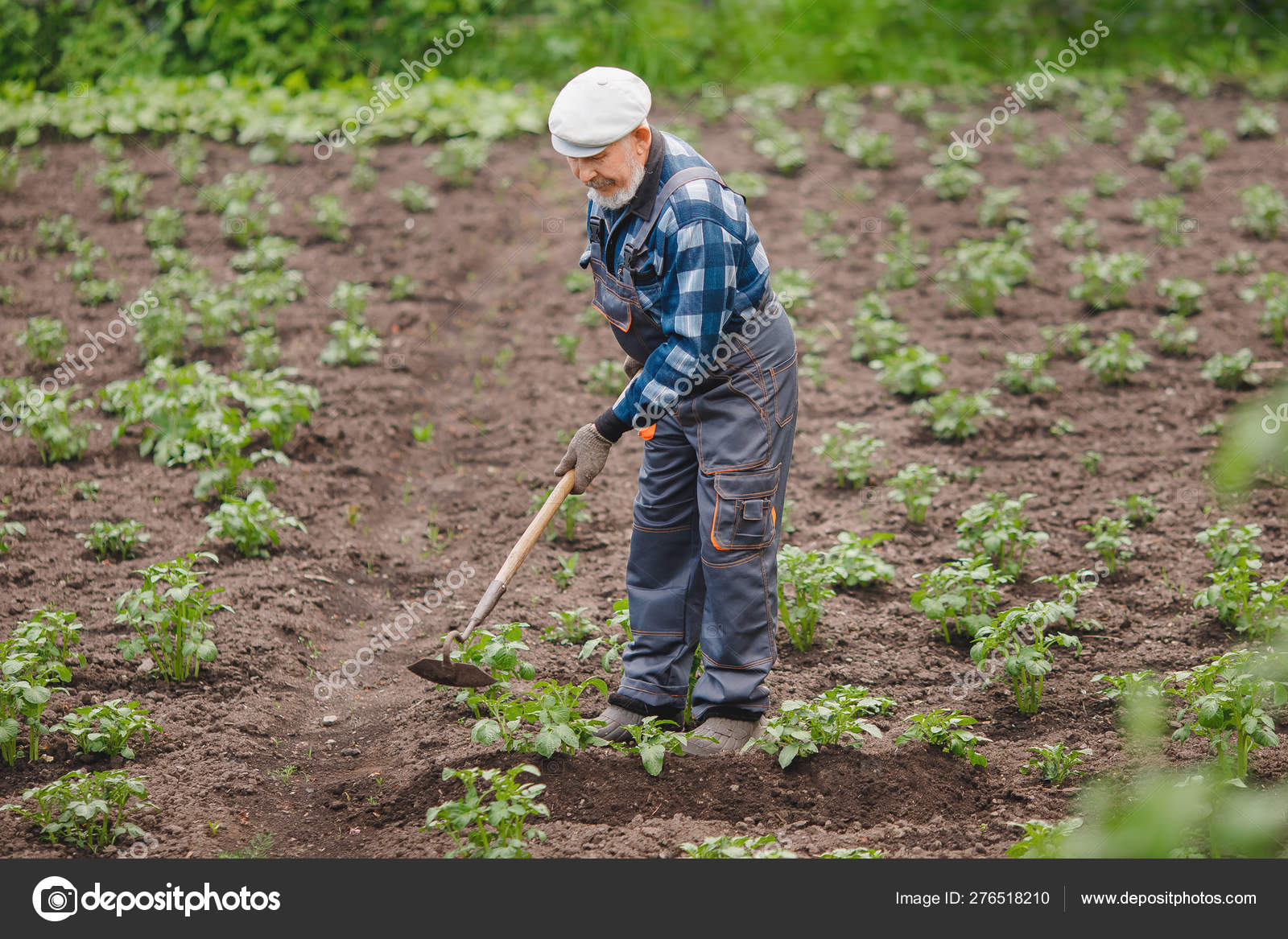 Removing Weeds From Soil Of Potatoes Senior Elderly Man Wielding