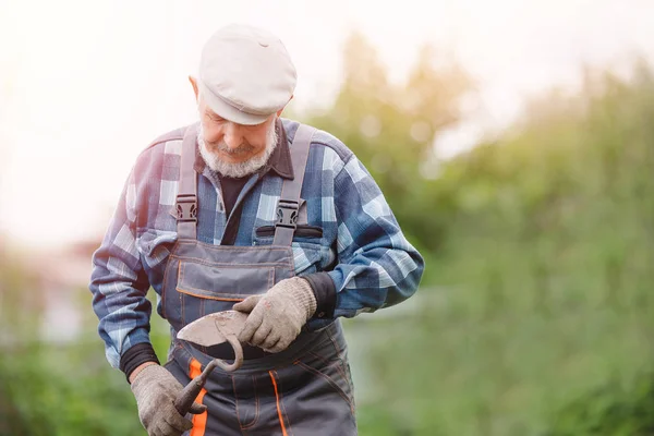 Eliminando las malas hierbas del suelo de las papas, anciano mayor empuñando azada en el huerto — Foto de Stock
