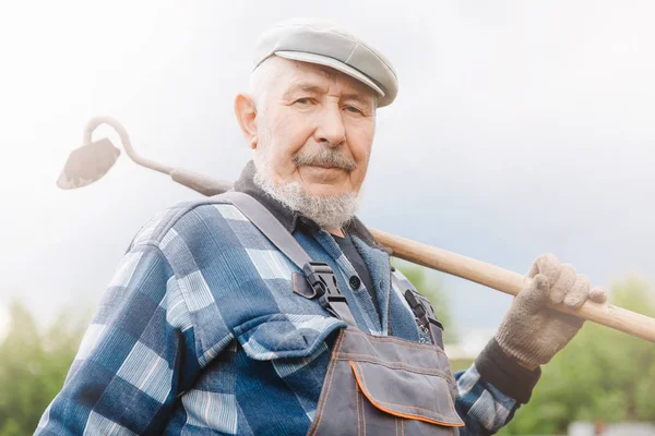 Senior idős ember rekövetelések talaj kapa a burgonya területén. Koncepció Eco Farm veteményeskert — Stock Fotó