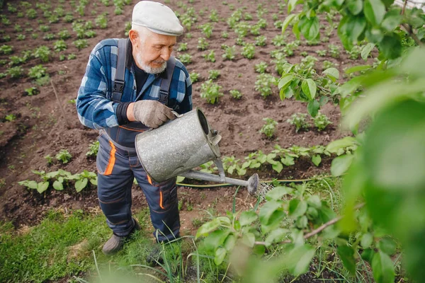 Senior ouderen man met grijze baard is gieten gieter in plantaardige tuin van plant — Stockfoto