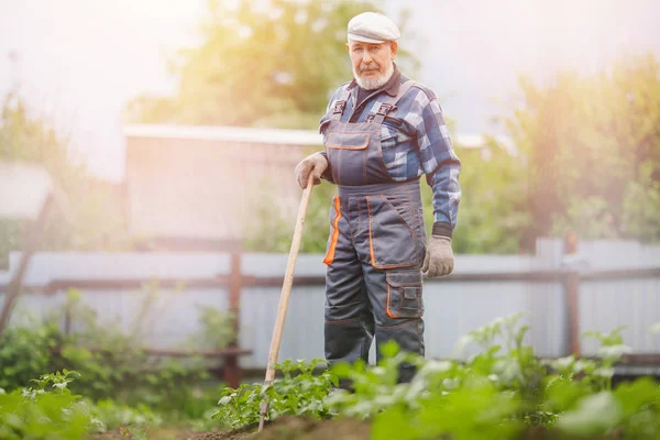 Senior bejaarde man wijst de aarde af met Chopper hoe op aardappelveld. Concept Eco boerderij, landbouw — Stockfoto