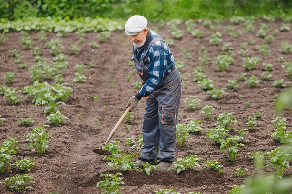 从土豆的土壤中除去杂草,老人在菜园里挥舞着铲子 — 图库照片