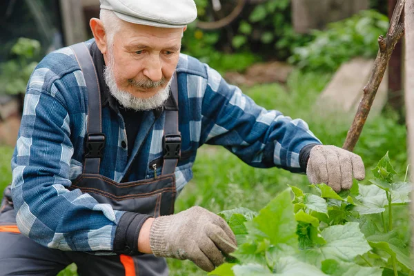 Senior mannelijke boer plukken verse komkommers uit zijn Hothouse — Stockfoto