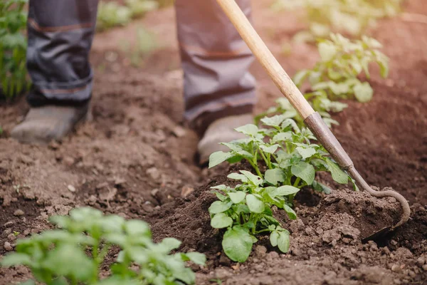 Togliendo erbacce da terreno di patate, l'uomo anziano più anziano che brandisce zappa in orto — Foto Stock