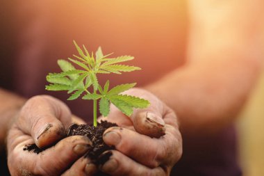 Çiftçi elleri genç kenevir bitkisi tutar. Konsept marihuana plantasyonu
