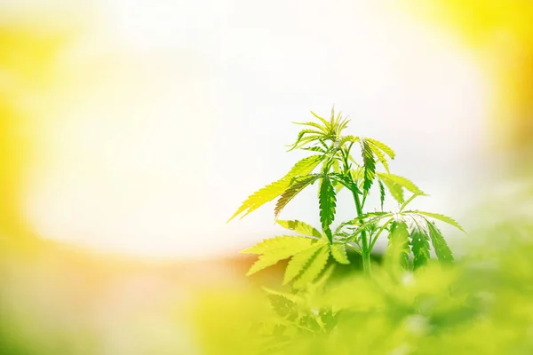 Marihuana verlaat close-up, cannabis achtergrond. Schittering van licht, kruid op de boerderij — Stockfoto