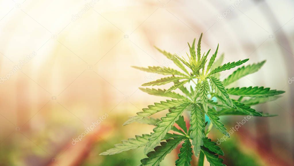 Baby young cannabis plant. Concept farm marijuana plantation