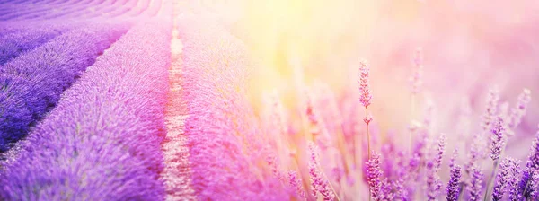 旗帜紫色薰衣草领域与蝴蝶和蜜蜂在日落。复制空间 — 图库照片