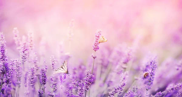 Banner viola campo di lavanda con farfalle e api al tramonto. Copia spazio — Foto Stock