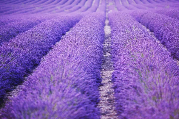 Levandulové pole na slunci, Provence, Francie. Řádky sahají do vzdálenosti. Fialový tón — Stock fotografie