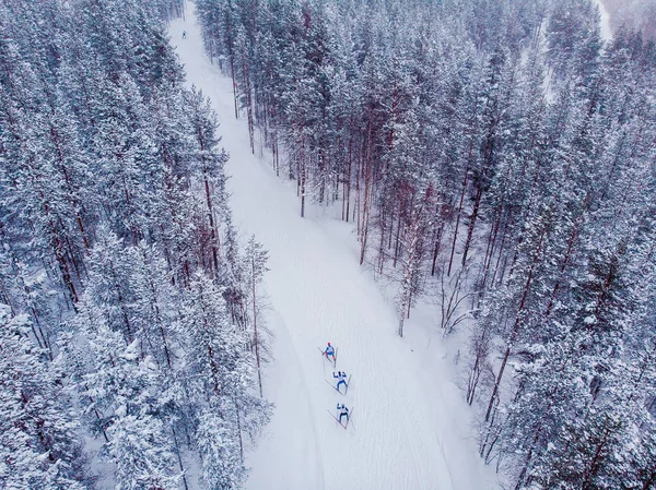 Sci di fondo sciatore nella foresta di neve. Concorso invernale. Vista aerea dall'alto — Foto Stock