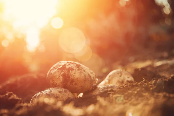Patate fresche si trovano nel fango letto buco. Splendore di sole — Foto Stock