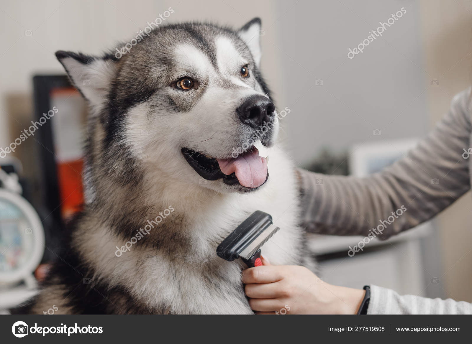 Brushing a husky deals