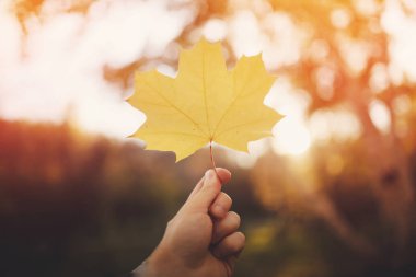 İnsanın elinde sonbahar sarısı bir yaprak var. Konsept yeni yaşam, Sunlight