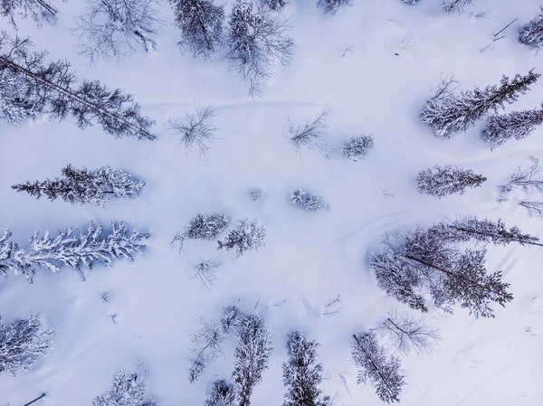 Aerial tiro inverno congelado abeto floresta, fundo azul. Vista superior — Fotografia de Stock