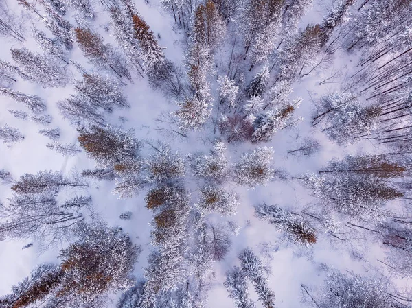 Fundo azul inverno congelado floresta de abeto. Vista aérea superior . — Fotografia de Stock