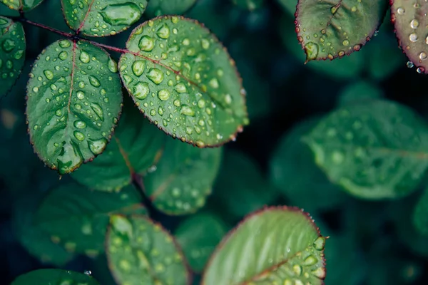 Le foglie di rosa con gocce d'acqua dopo pioggia. Concetto flora di fondo — Foto Stock