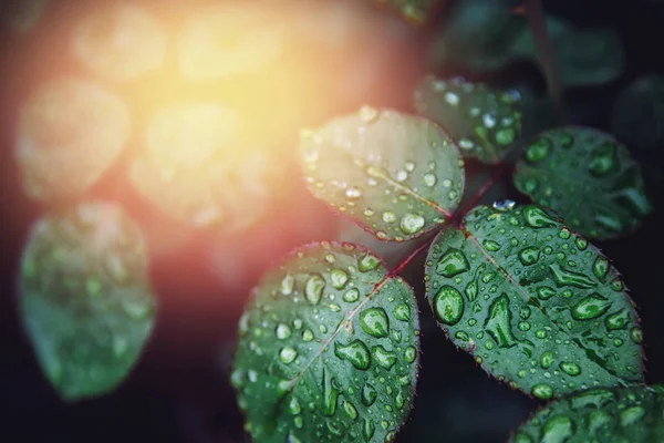 Rosenblätter mit Wassertropfen nach Regen. Konzepthintergrund — Stockfoto