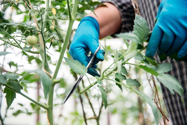 农民在温室里修剪西红柿的侧芽 — 图库照片