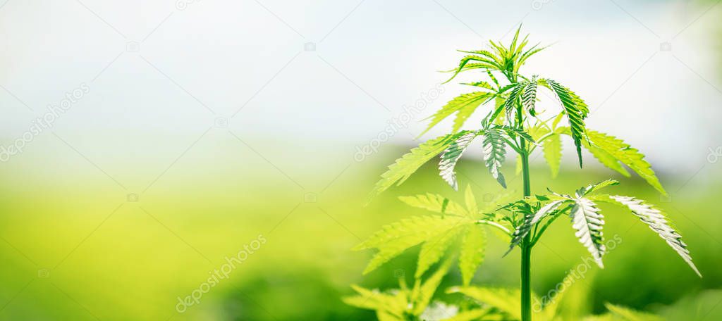 Bush marijuana cannabis on blurred background at sunset. Concept herb on farm