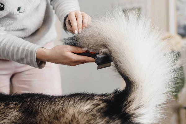 Женские руки с красивым маникюром расческа большой пушистый хвост собаки — стоковое фото