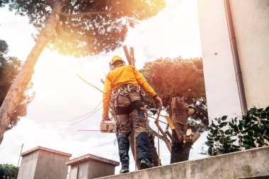 Oduncu testere ile testere ile ağaç kereste fabrikası üzerinde. Kavram kasırgadan sonra çürük ve eski günlükleri kesti