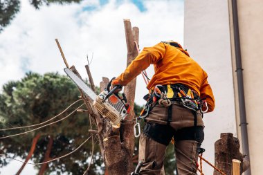 Oduncu testere Ağaç Kereste fabrikası chainsaw ile