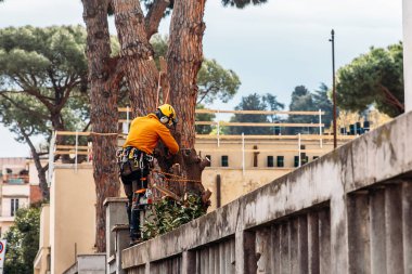 Oduncu testere Ağaç Kereste fabrikası chainsaw ile