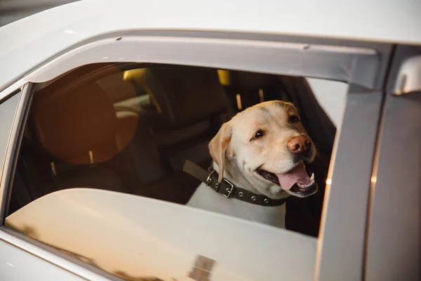 犬のラブラドールレトリバーだけが暑さで車にロックされ、窓が開いています。コンセプト待ち旅行 — ストック写真