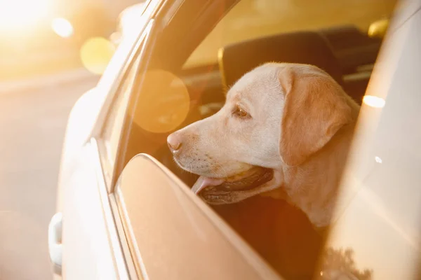 ロードトリップカーの犬ラブラドールレトリバー。コンセプトトラベル — ストック写真
