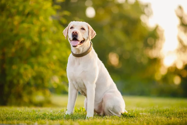 Szczęśliwy pies Labrador Retriever na zewnątrz siedzący Park słoneczny trawa wesoły dzień — Zdjęcie stockowe