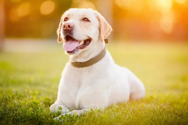 アクティブ、笑顔と幸せな純血ラブラドール取得犬屋外の芝生公園で晴れた夏の日に — ストック写真