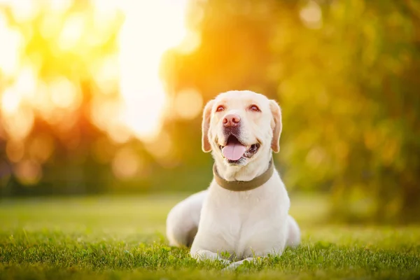 Ευτυχισμένο καθαρόαιμα Λαμπραντόρ τριτρίβερ σκύλος σε εξωτερικούς χώρους βρίσκεται σε γρασίδι πάρκο ηλιοβασίλεμα θερινή ημέρα — Φωτογραφία Αρχείου
