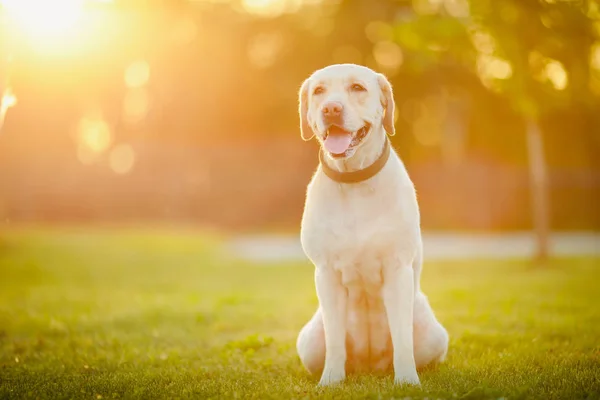 Aktivt, leende och glad renrasiga Labrador retriever hund utomhus i gräs park på solig sommardag — Stockfoto