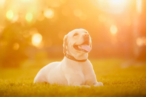 Felice cane labrador retriever di razza pura all'aperto si trova su erba parco tramonto giorno d'estate — Foto Stock