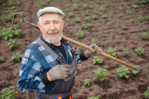 Starší muž si odrecitovat půdu s kapkou na bramborovém poli. Koncepce zemědělská zahrada s ekozeleninou — Stock fotografie