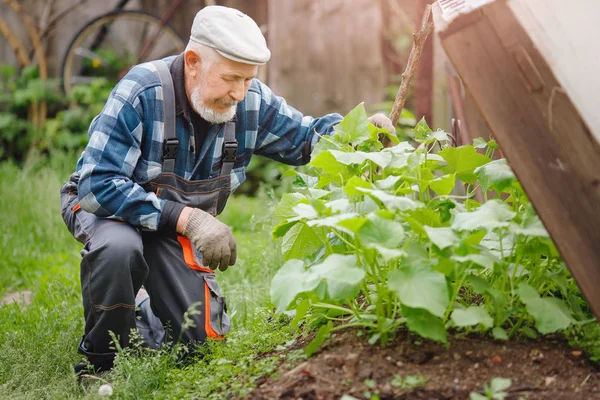 老年农民男子检查黄瓜补丁,收集水果,鲜花和卵巢。生态农场概念 — 图库照片