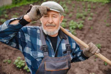 Patates topraktan izme çıkarma, sebze bahçesinde çapa wielding Yaşlı yaşlı adam