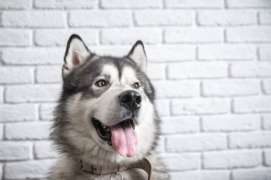 Beyaz arka planda ıslak burunlu mutlu Alaska Malamute köpekleri