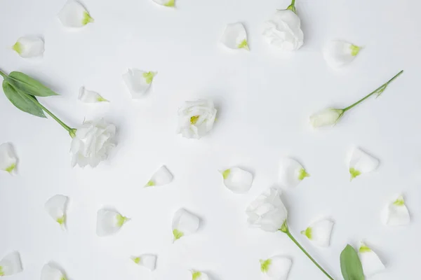 Weiße Blumen Hintergrund minimalistische Komposition mit Blütenblättern, Ansicht von oben. Schönheitskonzept — Stockfoto