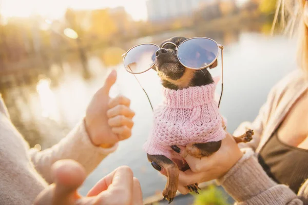 Любящая пара держит маленькую терьеровую собаку в круглых солнцезащитных очках, обнимает и целует на фоне осеннего парка — стоковое фото