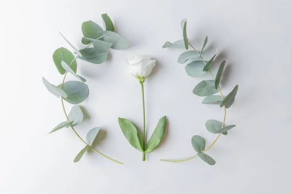 Zentrale Komposition weiße Blumen Hintergrund Minimalismus mit Eukalyptus, Draufsicht. Schönheitskonzept — Stockfoto