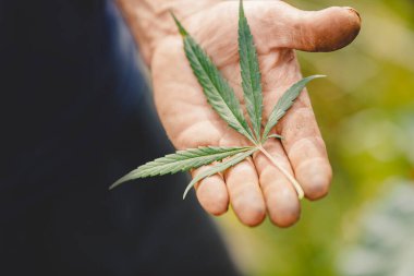 Çiftçi elleri kenevir yaprağını tutar. Marihuana tarlası kavramı